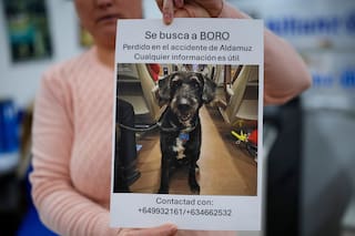 Redes sociales se mueven para dar con Boro, el perro que sobrevivió a un accidente de tren en España