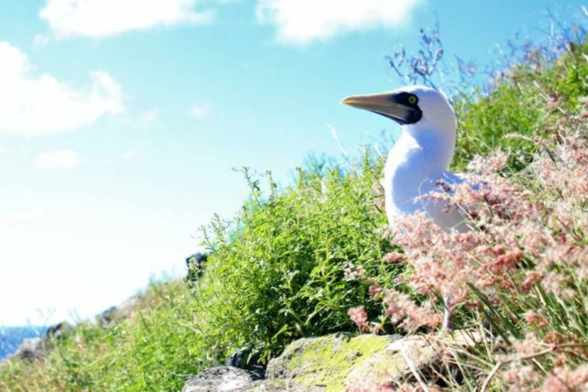 Redonda es la tercera y menos conocida de las islas Antigua y Barbuda