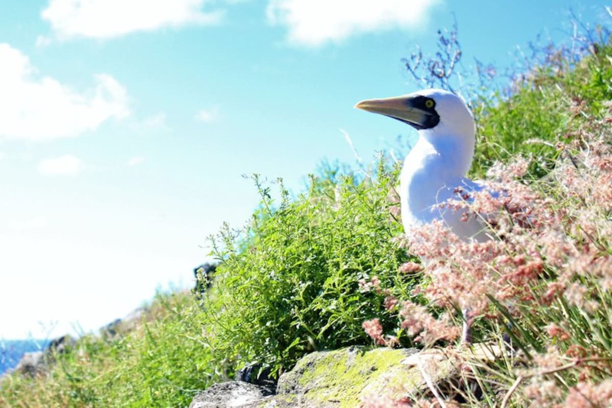 Redonda es la tercera y menos conocida de las islas de Antigua y Barbuda: poco tiempo atrás era un terreno desierto y hoy es un paraíso ecológico fértil