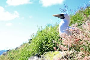 Redonda es la tercera y menos conocida de las islas de Antigua y Barbuda: poco tiempo atrás era un terreno desierto y hoy es un paraíso ecológico fértil