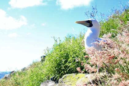 Redonda es la tercera y menos conocida de las islas de Antigua y Barbuda: poco tiempo atrás era un terreno desierto y hoy es un paraíso ecológico fértil