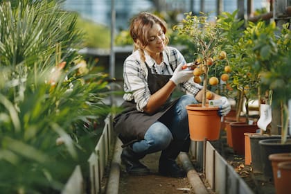 Regar las plantas o doblar la ropa son tan terapéuticas (Foto: Pexels)
