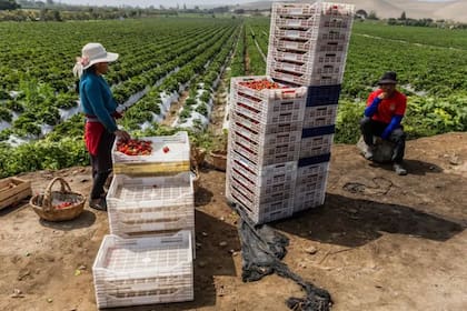 Regiones muy áridas como Ica se convirtieron en grandes centros de producción agrícola