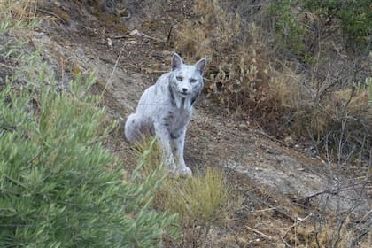 Registran por primera vez un lince ibérico en una montaña de España