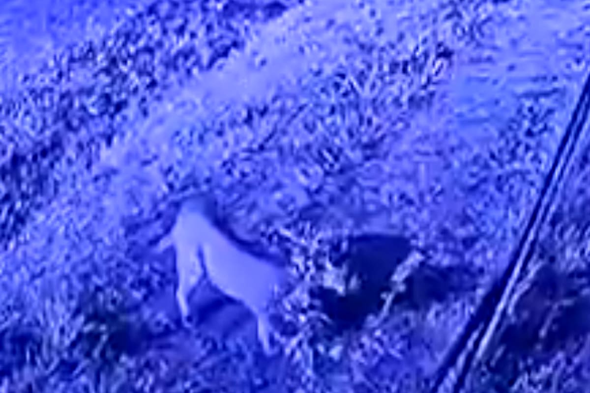 Registro de las cámaras de seguridad del barrio Los Jazmines durante la madrugada del martes 16 de septiembre, donde se observa al puma