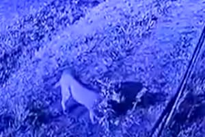 Registro de las cámaras de seguridad del barrio Los Jazmines durante la madrugada del martes 16 de septiembre, donde se observa al puma