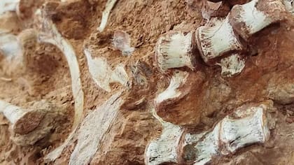 Registro del fósil sobre la roca que lo sostiene