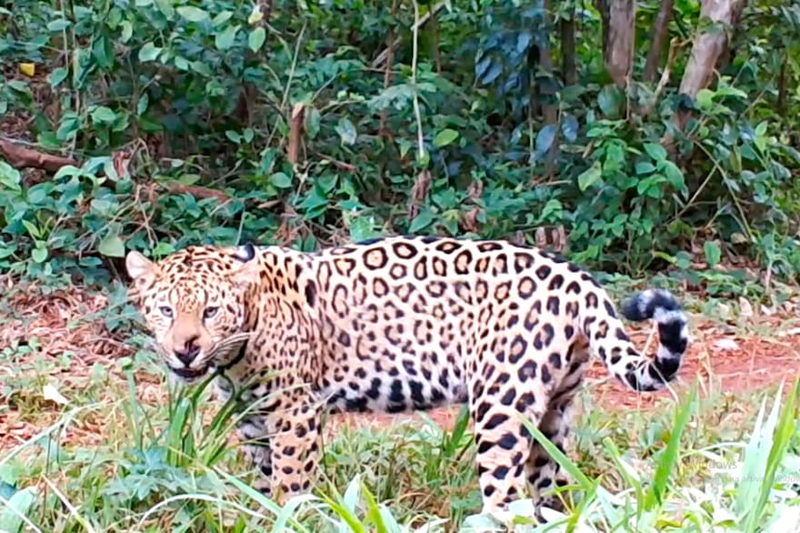 registros-de-para-a-traves-de-camaras-ZSJQOBNRXBADNASU6KEAVM7HEE