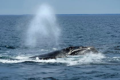 Regulador oceánico de EEUU enfrenta críticas por cambios a la norma de protección de la ballena fran