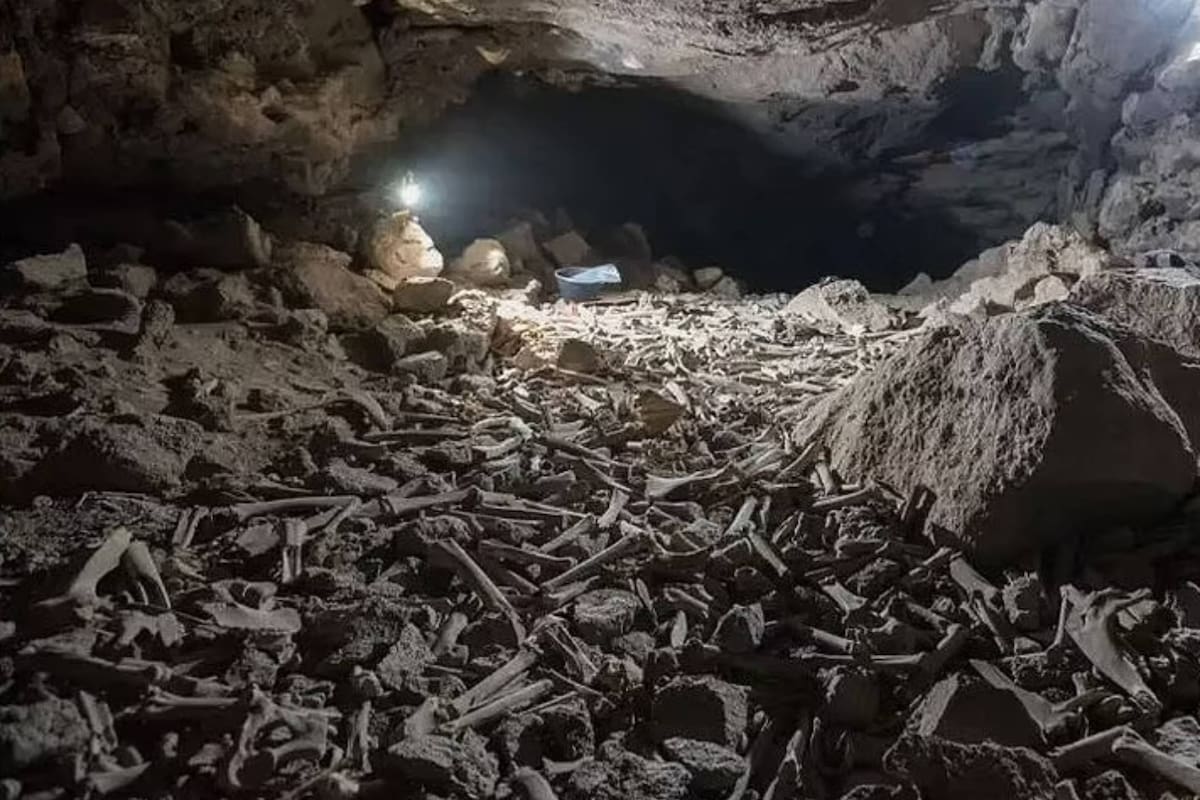 Regularmente las hienas buscan comida en la carne en descomposición de animales muertos