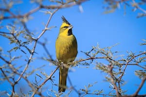 Reinsertaron un nuevo grupo de cardenales amarillos en la provincia de Buenos Aires; es la cuarta reinserción consecutiva