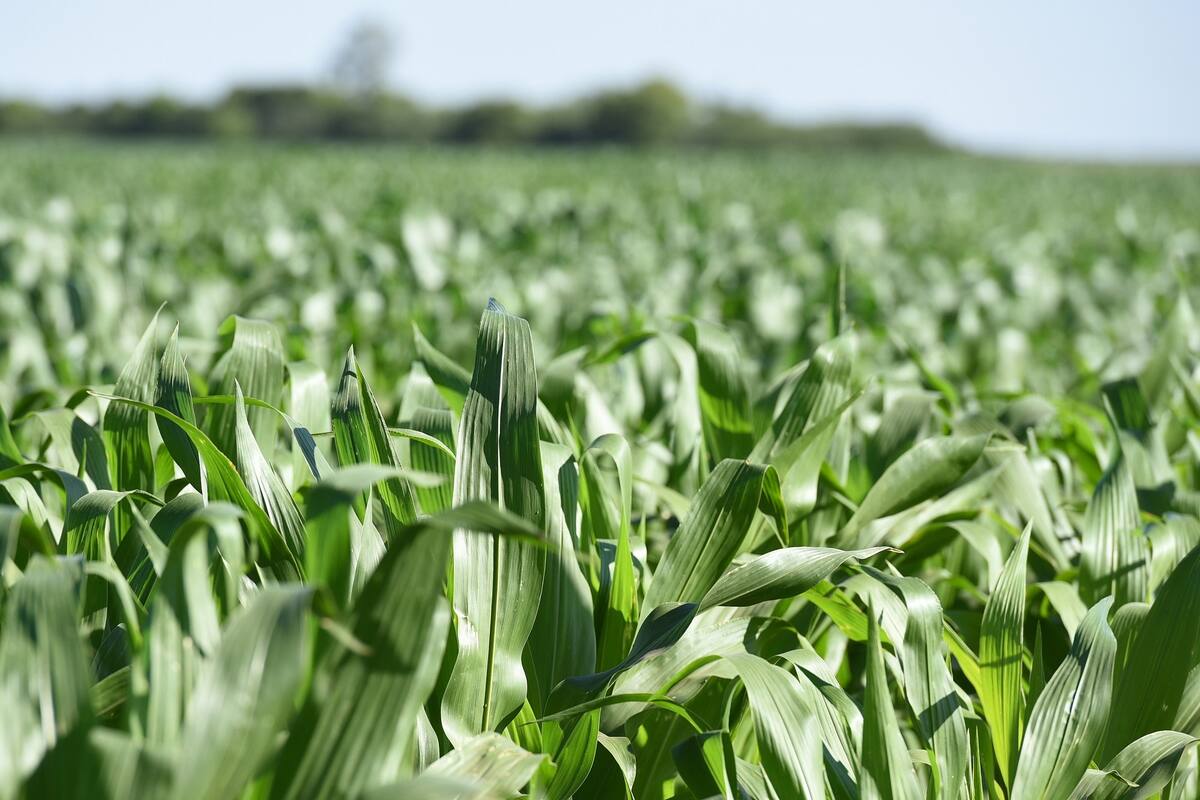 Reintegra de manera sencilla y rápida hasta el 40% de lo invertido en productos Syngenta
