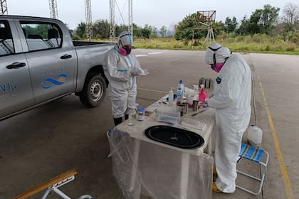 Relevamiento de ratones colilargos en Catamarca