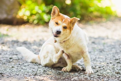 Remedios caseros para perros que se rascan mucho