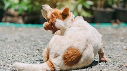 Remedios caseros para perros que se rascan mucho