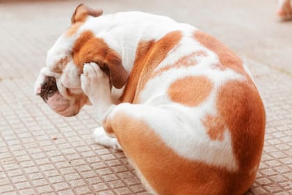 Remedios caseros para perros que se rascan mucho