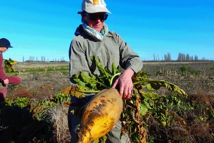 Claudia Montefiore con la remolacha forrajera que aporta proteína y energía en el invierno