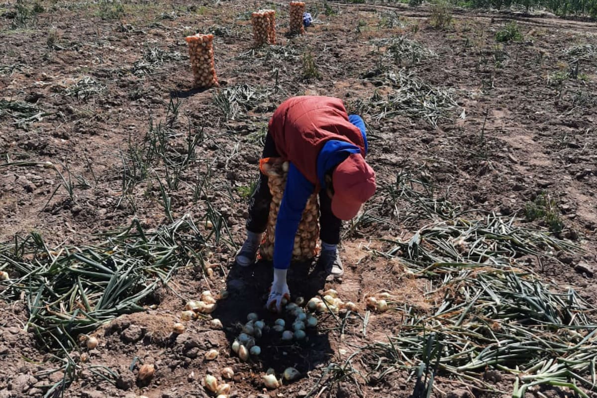 Renatre detectó trabajo infantil en un campo hortícola en Santiago del Estero