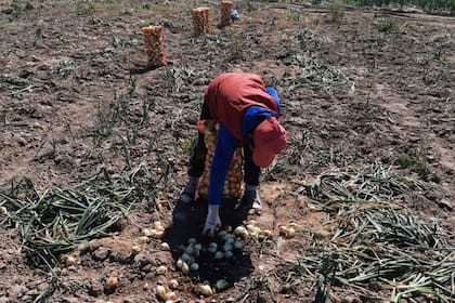 Renatre detectó trabajo infantil en un campo hortícola en Santiago del Estero