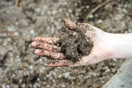 Renovar el sustrato de una maceta es una gran manera de revivir una planta