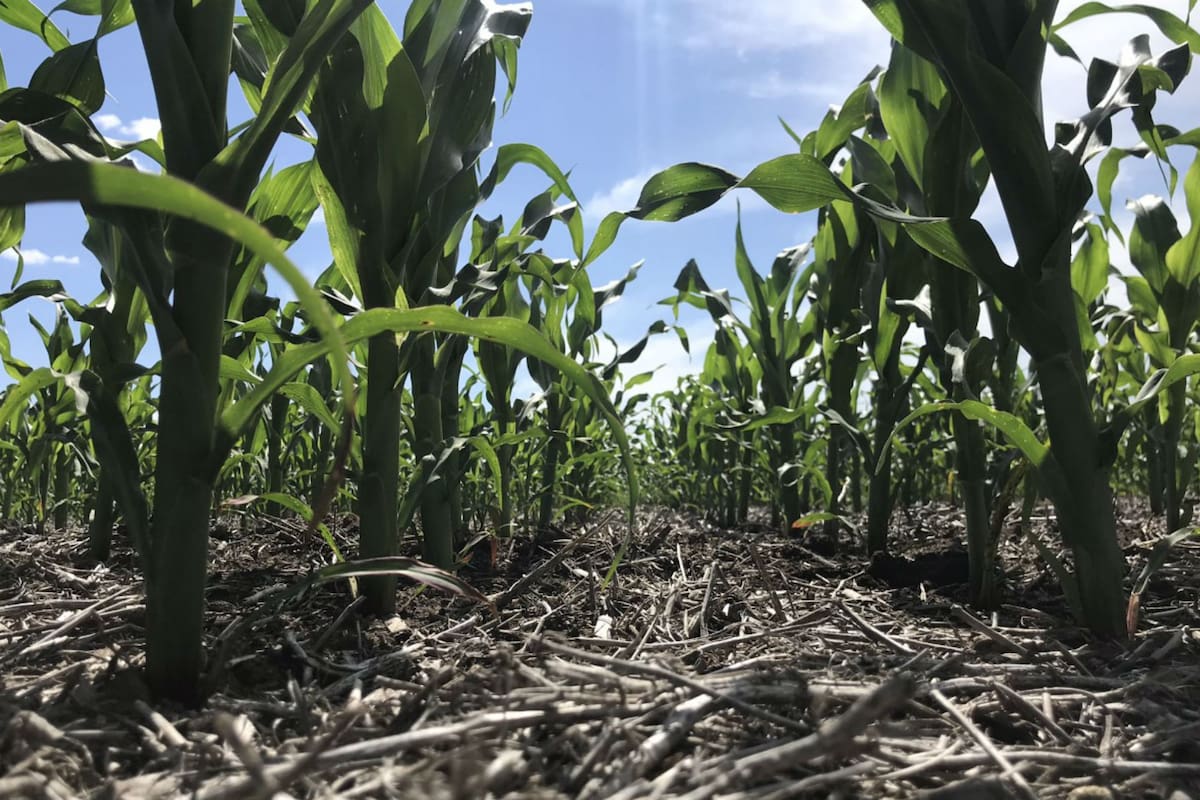 Repartir entre fechas tempranas y fechas tardías permitirá bajar los riesgos productivos