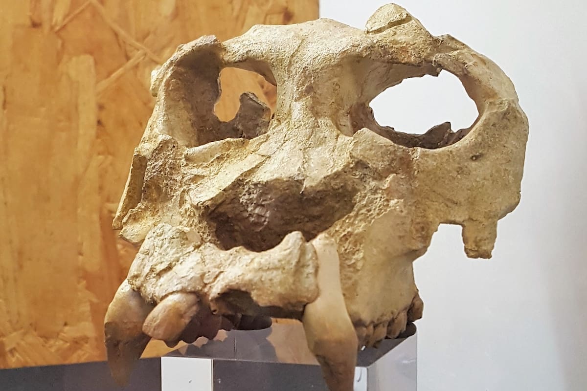 Réplica del cráneo del Pierolapithecus catalaunicus aparecido en el basural de Can Mata