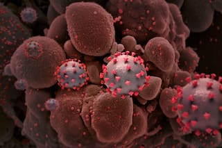 Confirman en el país los primeros casos de una nueva subvariante de coronavirus