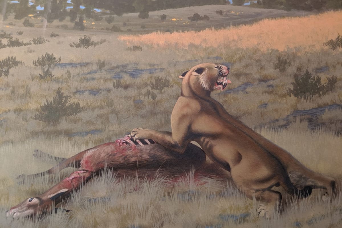 Representación de un artista de Machairodus lahayishupup comiendo un Hemiauchenia, un pariente del camello