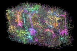 Representación digital de las neuronas en una sección del cerebro de un ratón, parte de un proyecto para crear el mapa más grande hasta la fecha