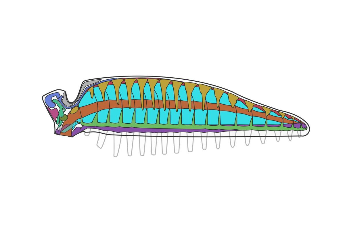 Representación gráfica del fósil de 520 millones de años hallado; conserva el cerebro y los intestinos de una larva de gusano en un estado casi perfecto (material oficial de difusión)
