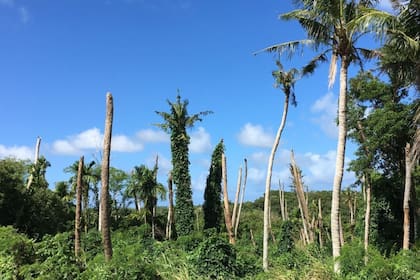 Representan una seria amenaza para cinco especies endémicas de palmeras loulu. ISC