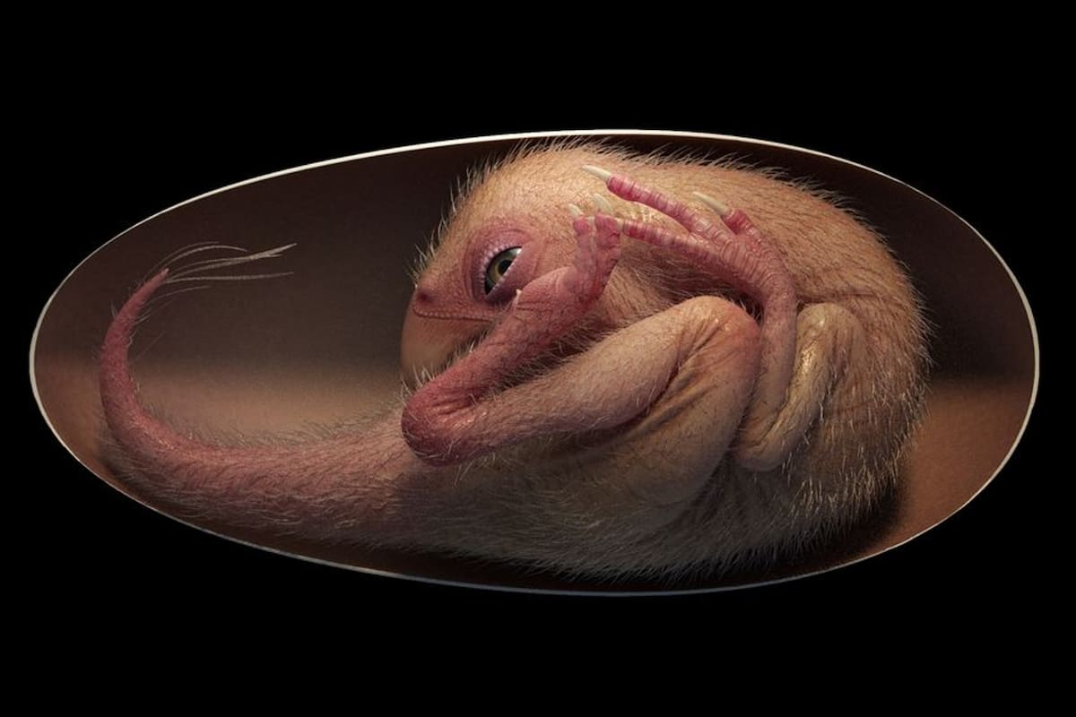 Reproducción del fósil de oviraptosaurio descubierto en Ganzhou, China, que fue bautizado por los investigadores como “Bebé Yingliang”