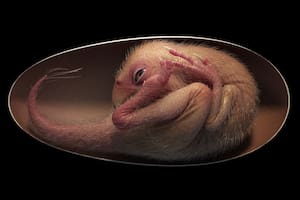 Reproducción del fósil de oviraptosaurio descubierto en Ganzhou, China, que fue bautizado por los investigadores como “Bebé Yingliang”