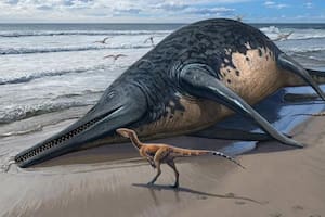 Reptil; reptil Marino; Fósil; Reino Unido; inglaterra; bbc; bbc Mundo; ciencia; Dean Lomax; Ruby Reynolds; Justin Reynolds; Paul de la Salle; Paul de la Salle ; Carol de la salle; Ichthyotitan severnensis; pez lagarto gigante del Severn