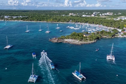 República Dominicana apuesta por la fertilización asistida para frenar la pérdida de sus corales