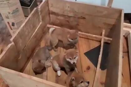 Rescatan 18 perros y clausuran dos criaderos ilegales en en Mataderos y Villa Crespo