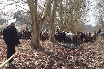 Rescatan 420 caballos que estaban desnutridos en un campo de Ezeiza