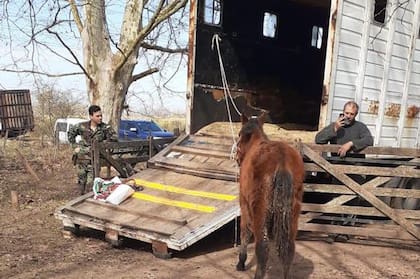 Rescatan 420 caballos que estaban desnutridos en un campo de Ezeiza