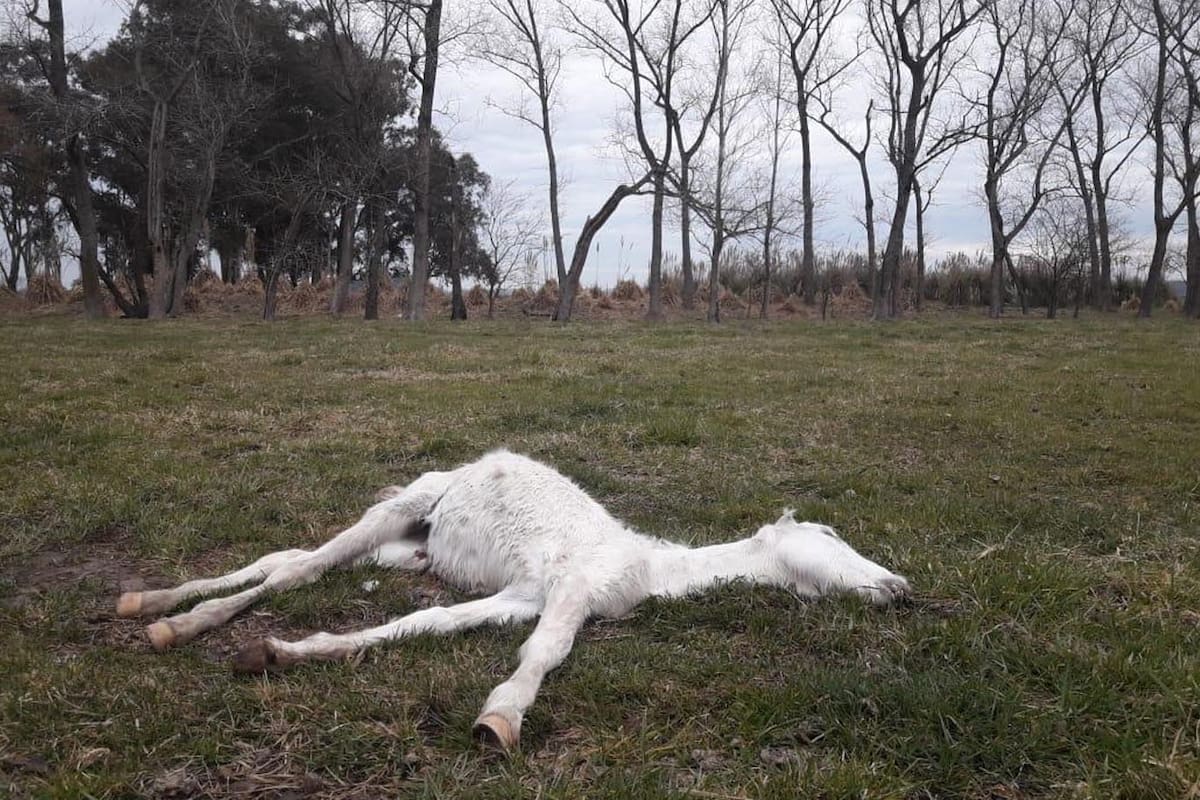 Rescatan 420 caballos que estaban desnutridos en un campo de Ezeiza