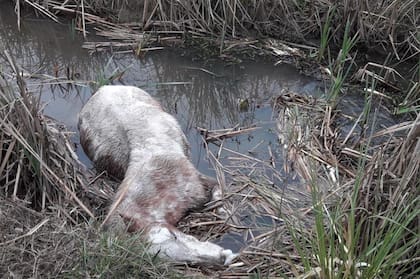 Rescatan 420 caballos que estaban desnutridos en un campo de Ezeiza