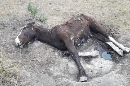 Rescatan 420 caballos que estaban desnutridos en un campo de Ezeiza