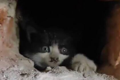 Rescatan a dos gatitos que quedaron atrapados en una chimenea