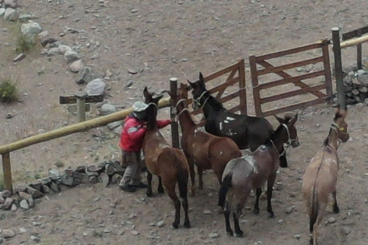 Rescatan a más de 70 mulas y detienen a dos arrieros en el Parque Aconcagua