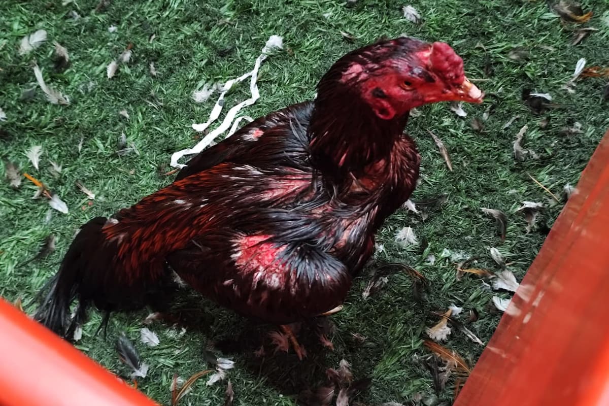 Rescataron 111 gallos de riña en un local bailable de Brandsen
