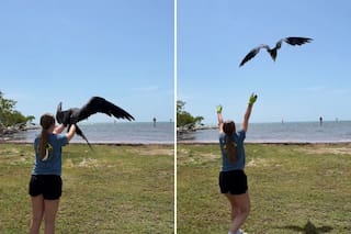 Un ave marina fue rescatada cuando luchaba por mantenerse a flote y volvió a la libertad