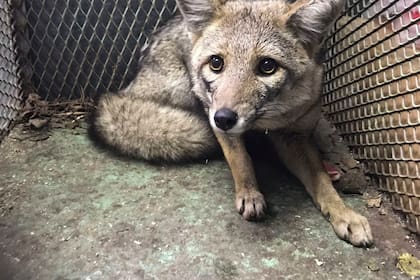 Rescataron al zorro gris filmado por los vecinos de Mataderos y lo trasladan a Temaikén