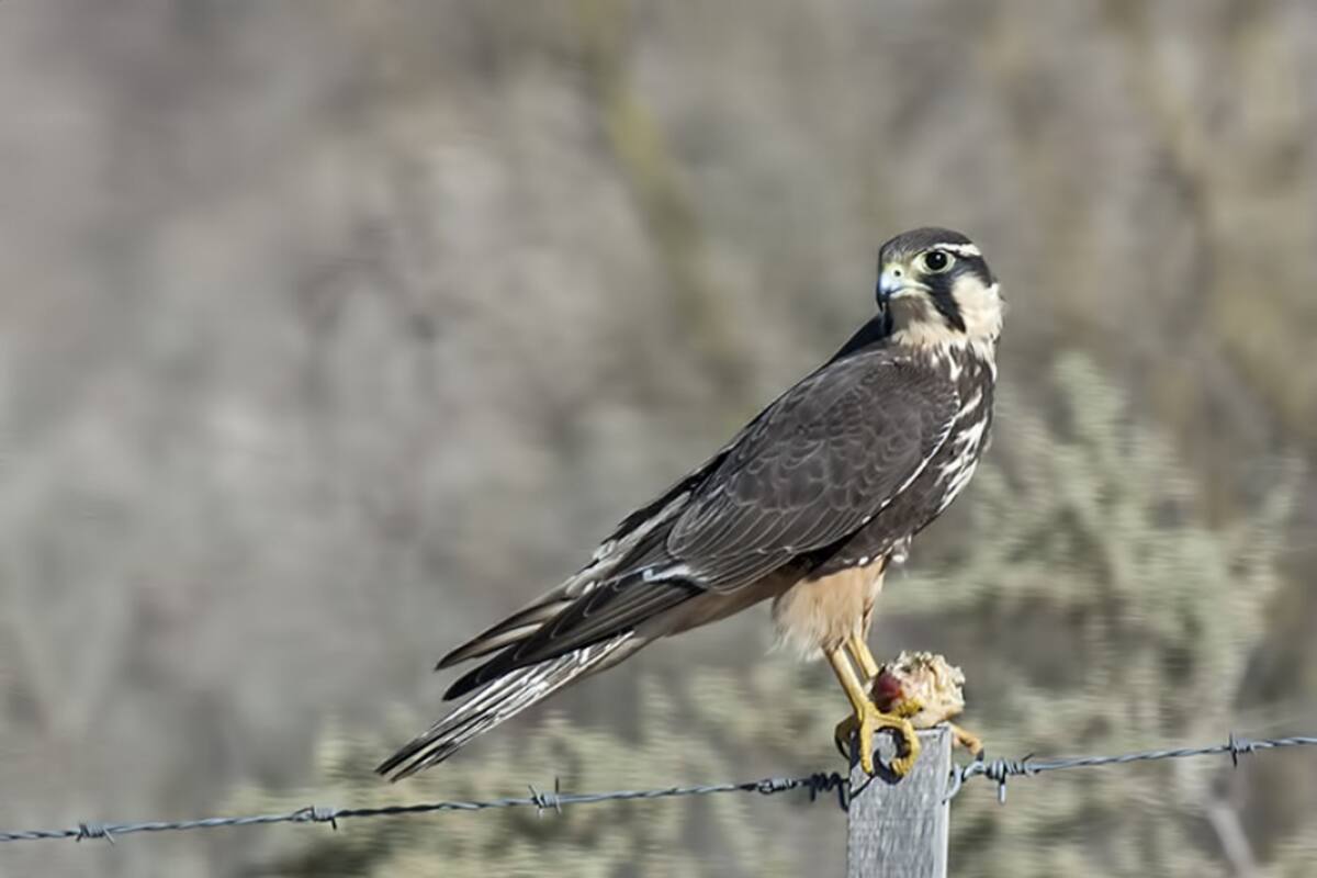 Rescataron un halcón en Jujuy