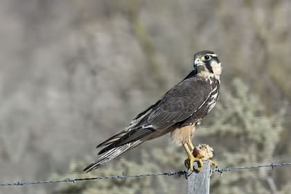 Rescataron un halcón en Jujuy
