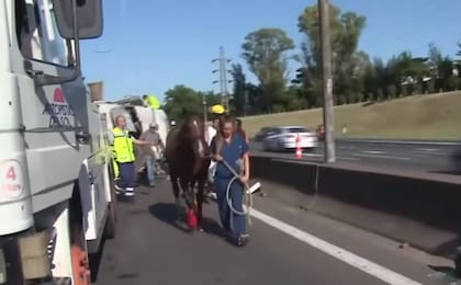 Rescate de caballos en la Panamericana