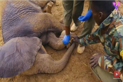 Rescate de una cría de elefante atrapada en un cepo